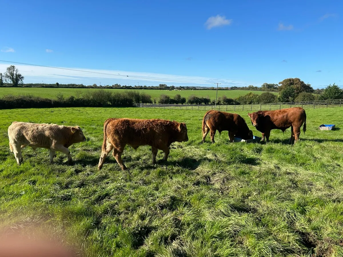 16 Quality Bull Weanlings - Image 3