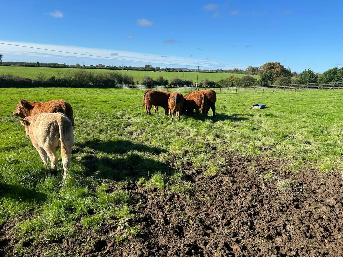 16 Quality Bull Weanlings - Image 4