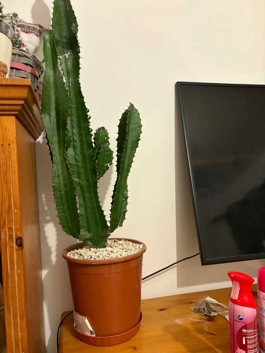 large cactus €20 - Image 4