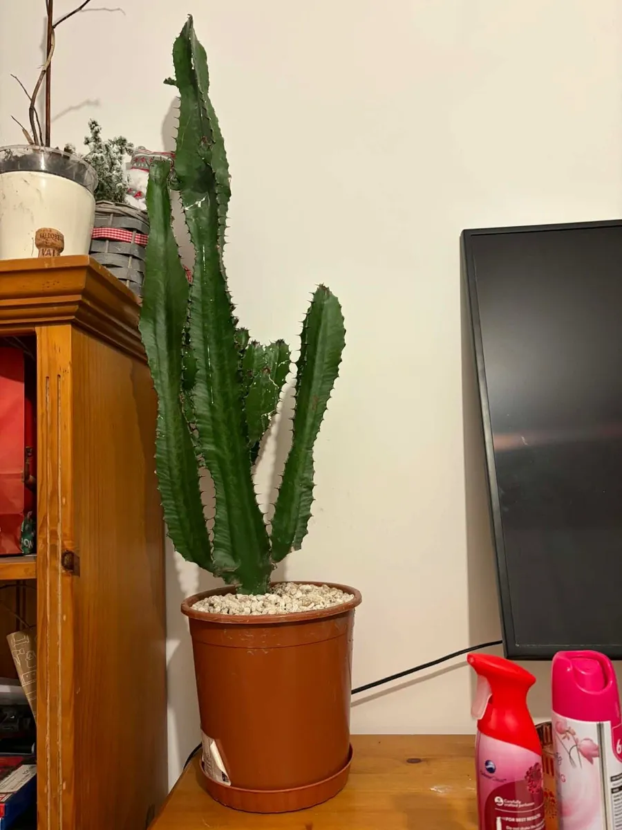 large cactus €20 - Image 1