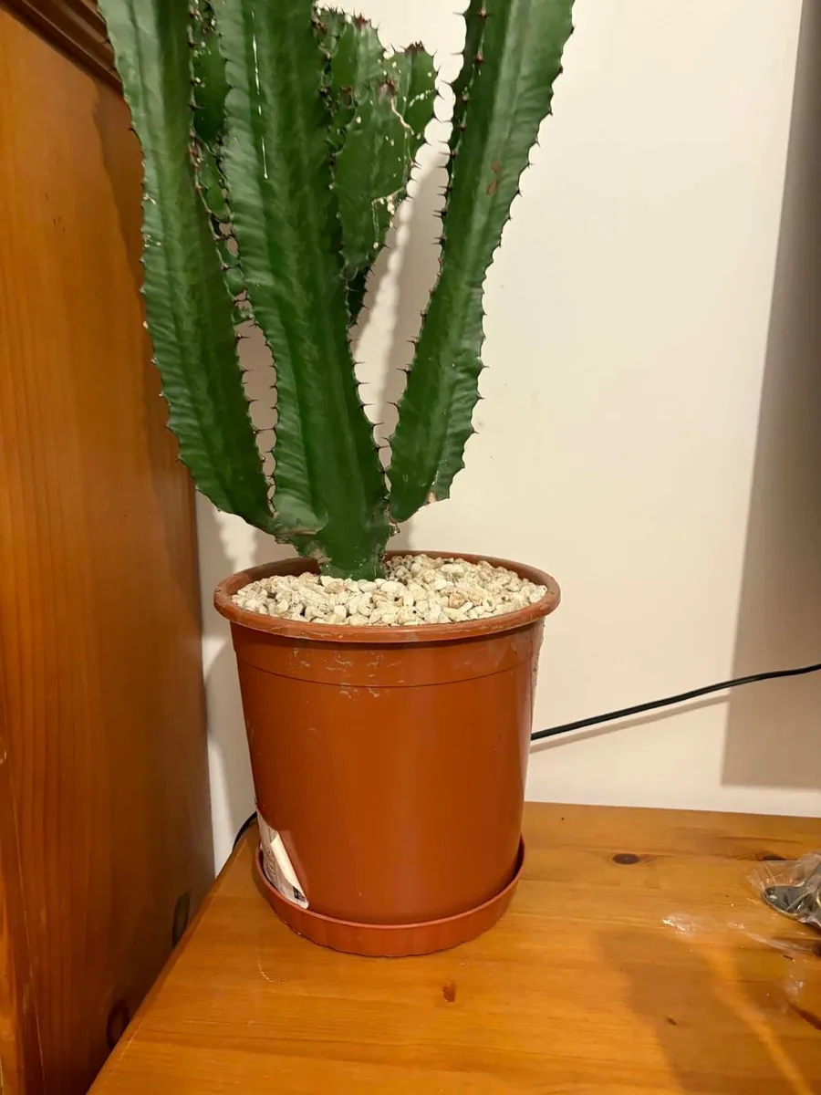 large cactus €20 - Image 2