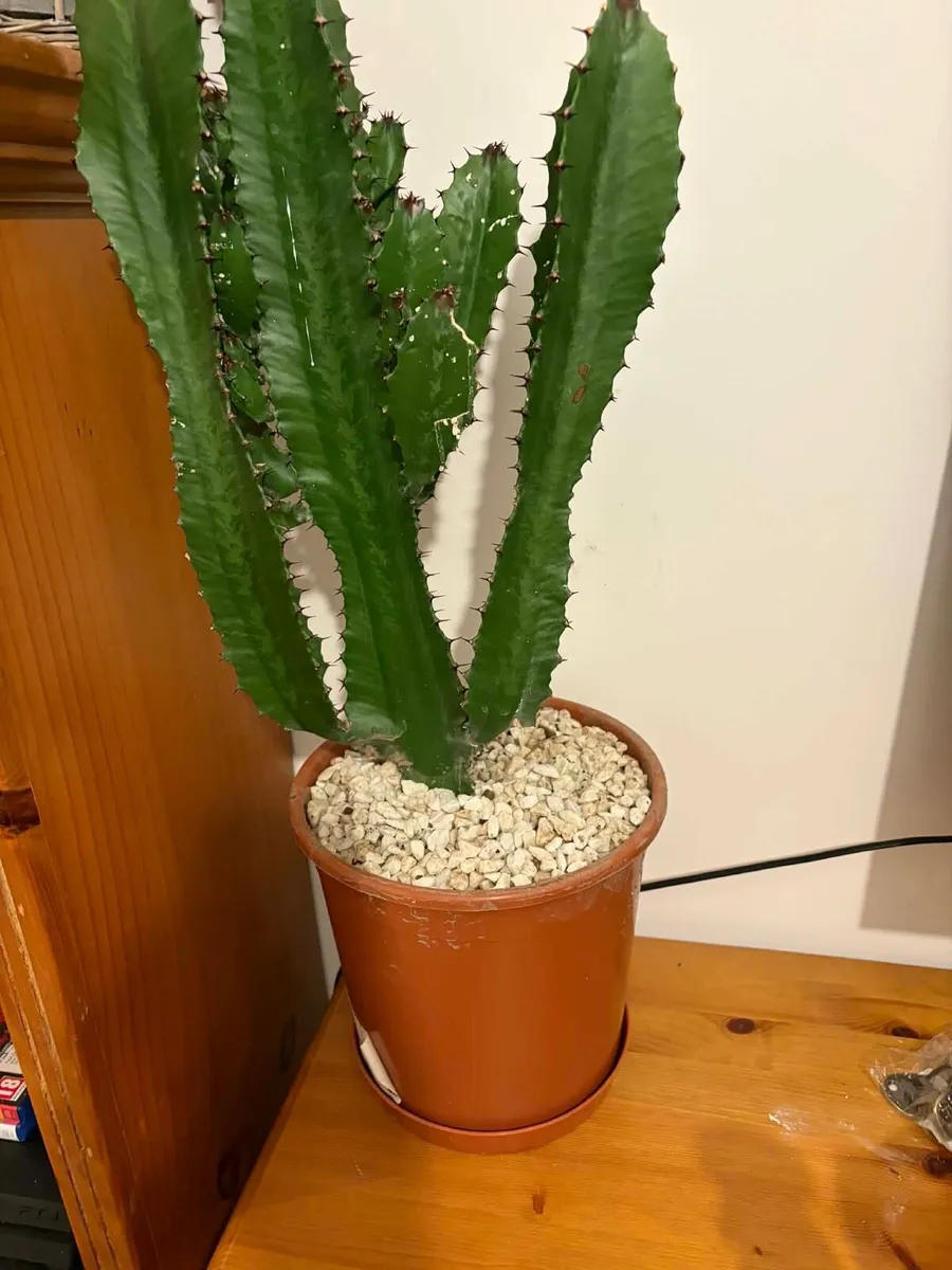 large cactus €20 - Image 3