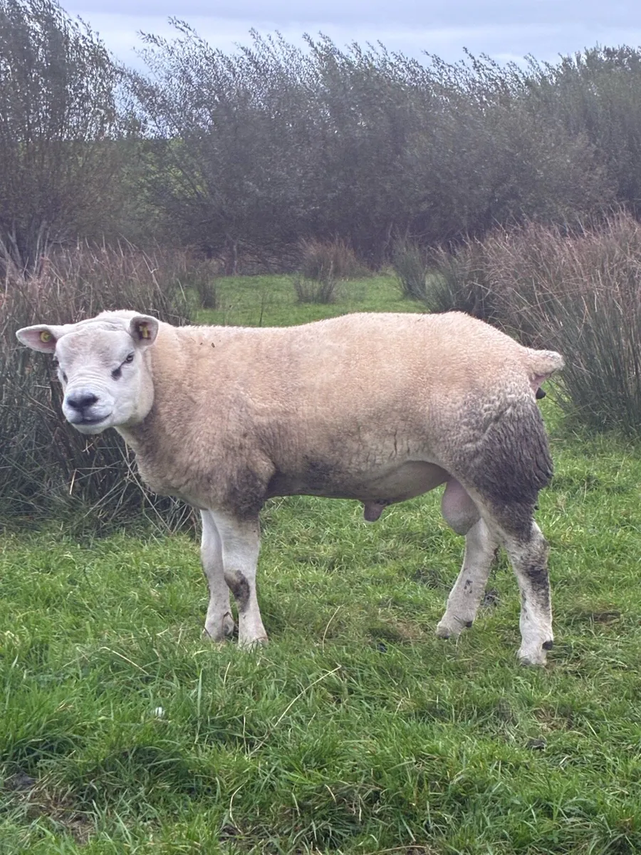 Pedigree Hogg/Lamb Rams for sale - Image 1