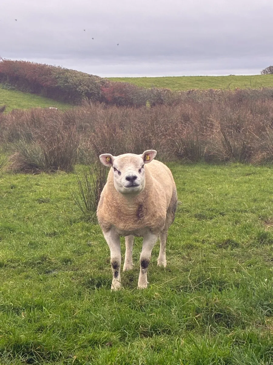 Pedigree Hogg/Lamb Rams for sale - Image 2