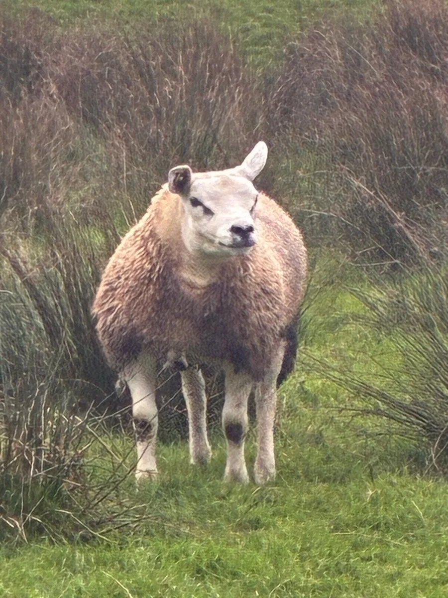 Pedigree Hogg/Lamb Rams for sale - Image 3