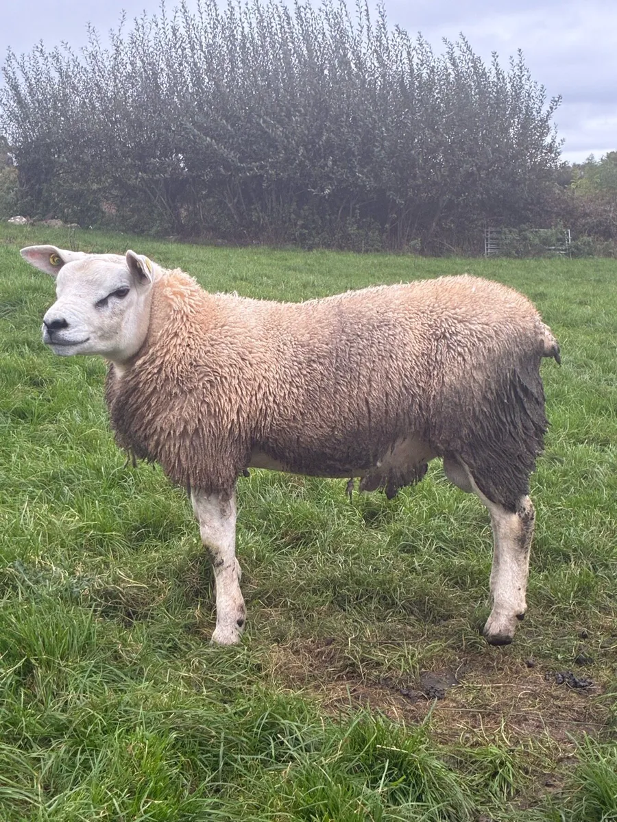 Pedigree Hogg/Lamb Rams for sale - Image 4
