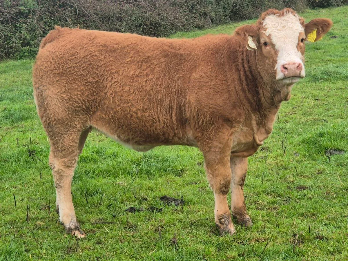 Heifer - Image 2