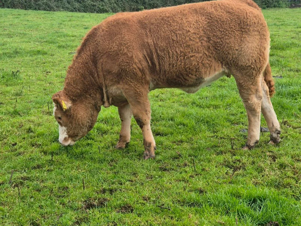 Heifer - Image 3