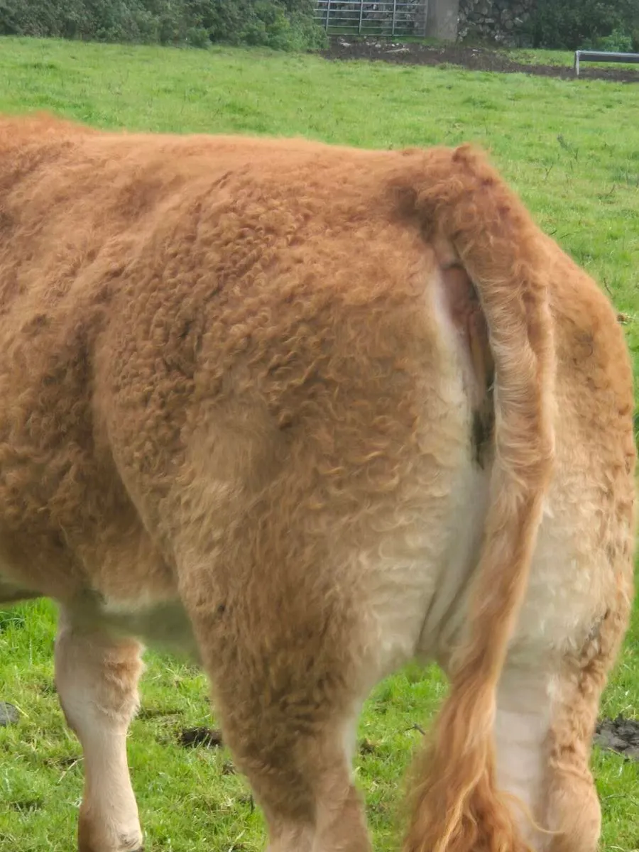 Heifer - Image 4