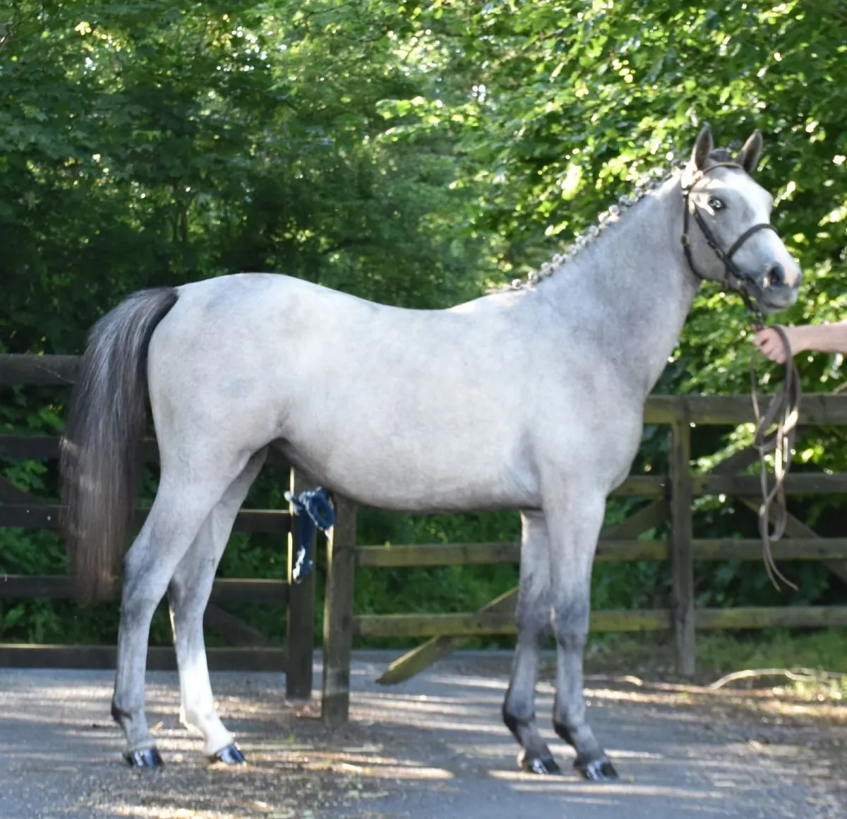 WATCH THE VIDEO - TOP SJ PROSPECT - Image 1