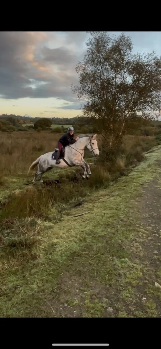 Irish Sport Horse - Image 1