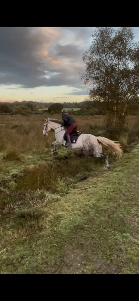Irish Sport Horse - Image 2