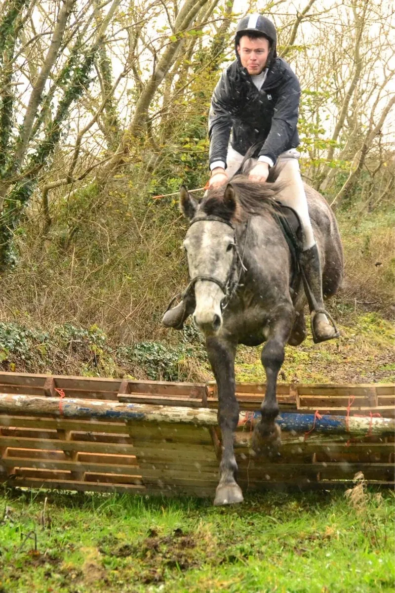 Irish Sport Horse - Image 4