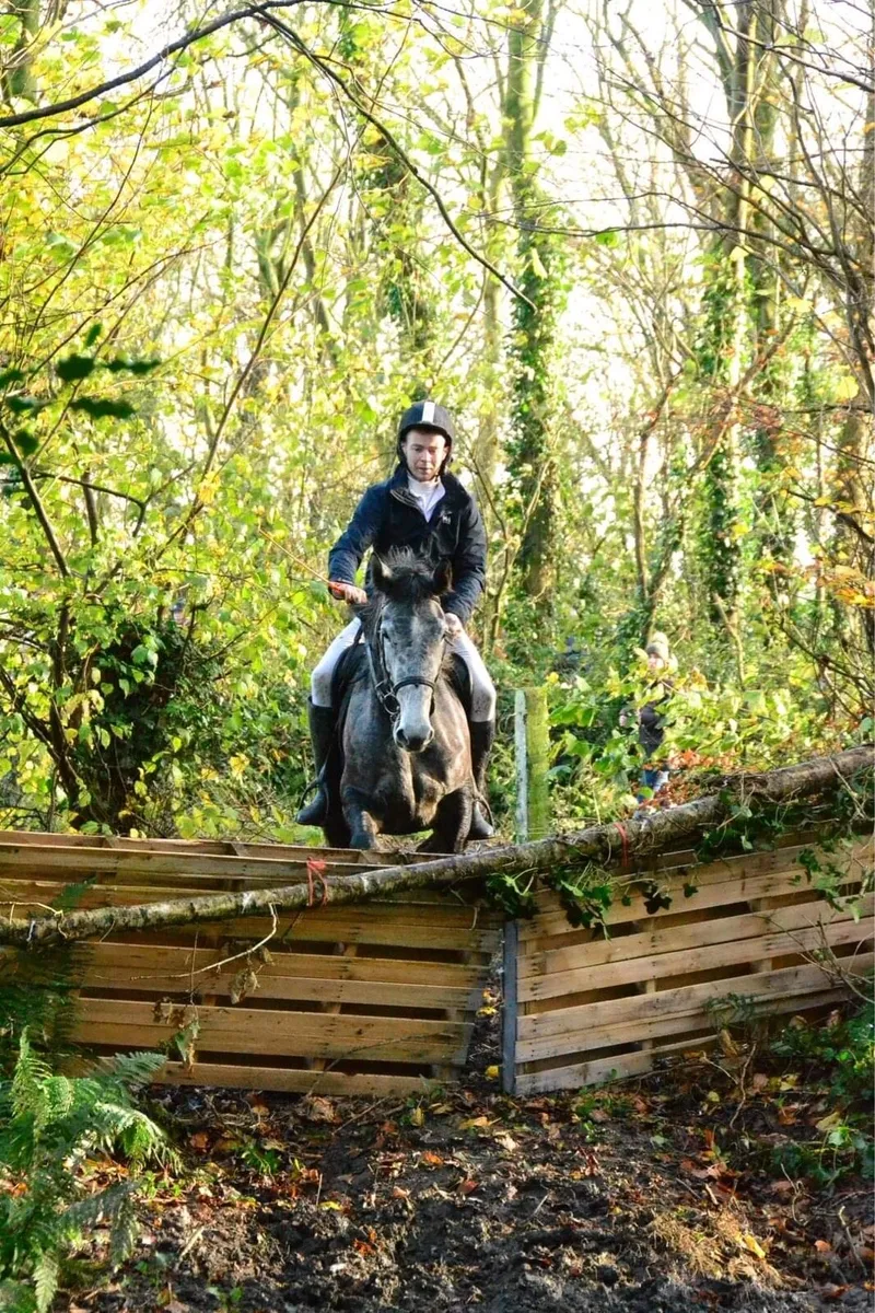 Irish Sport Horse - Image 3