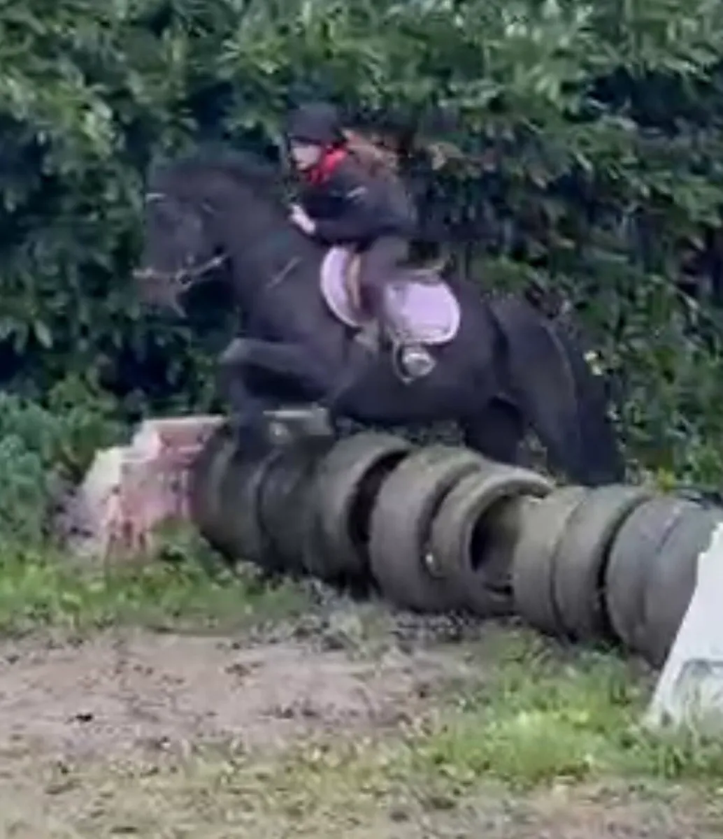 14.2 pony - Image 1