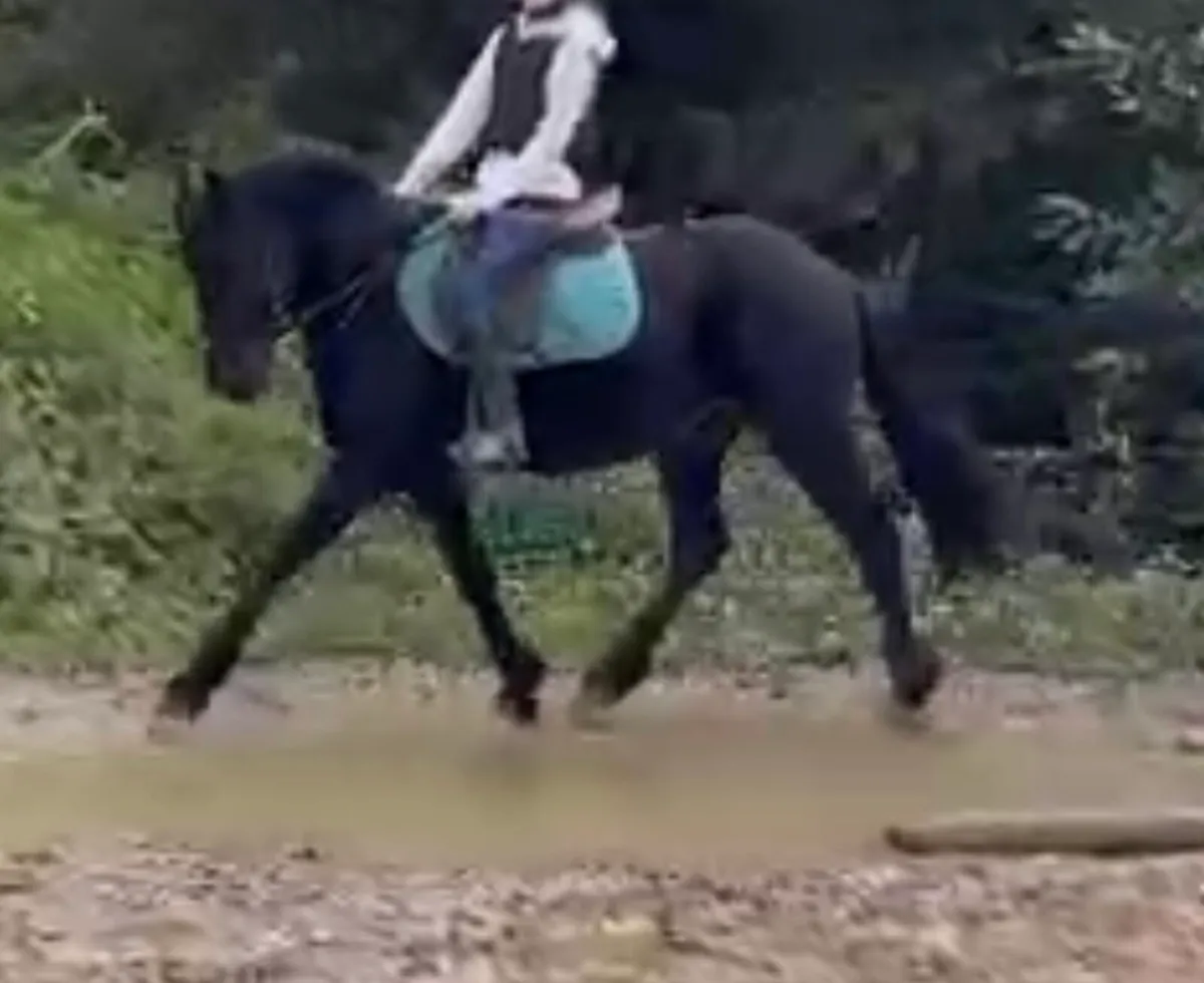 14.2 pony - Image 2
