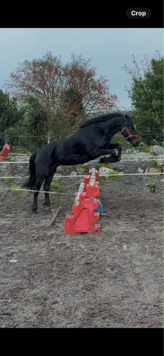 14.2 pony - Image 3