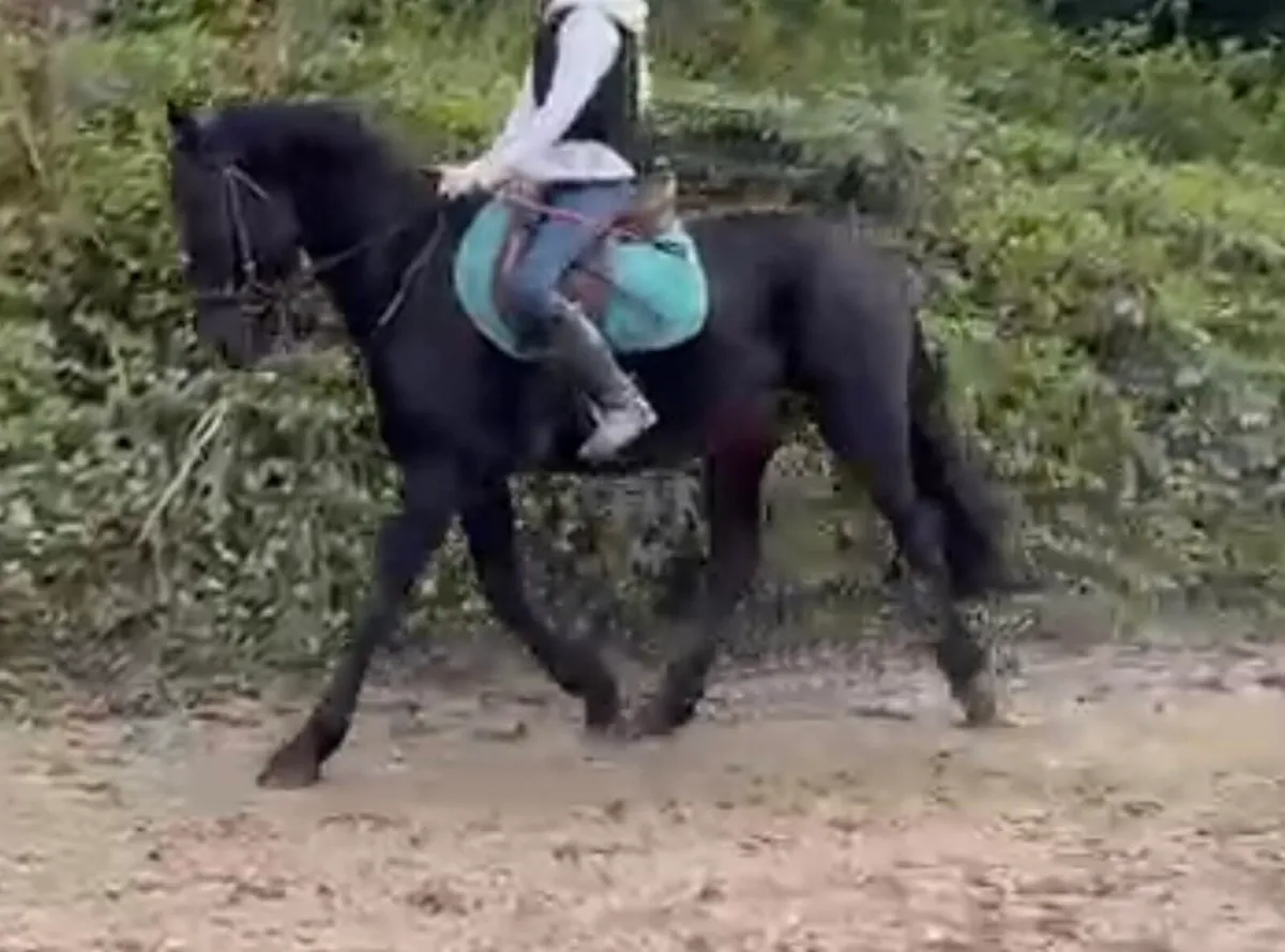 14.2 pony - Image 4