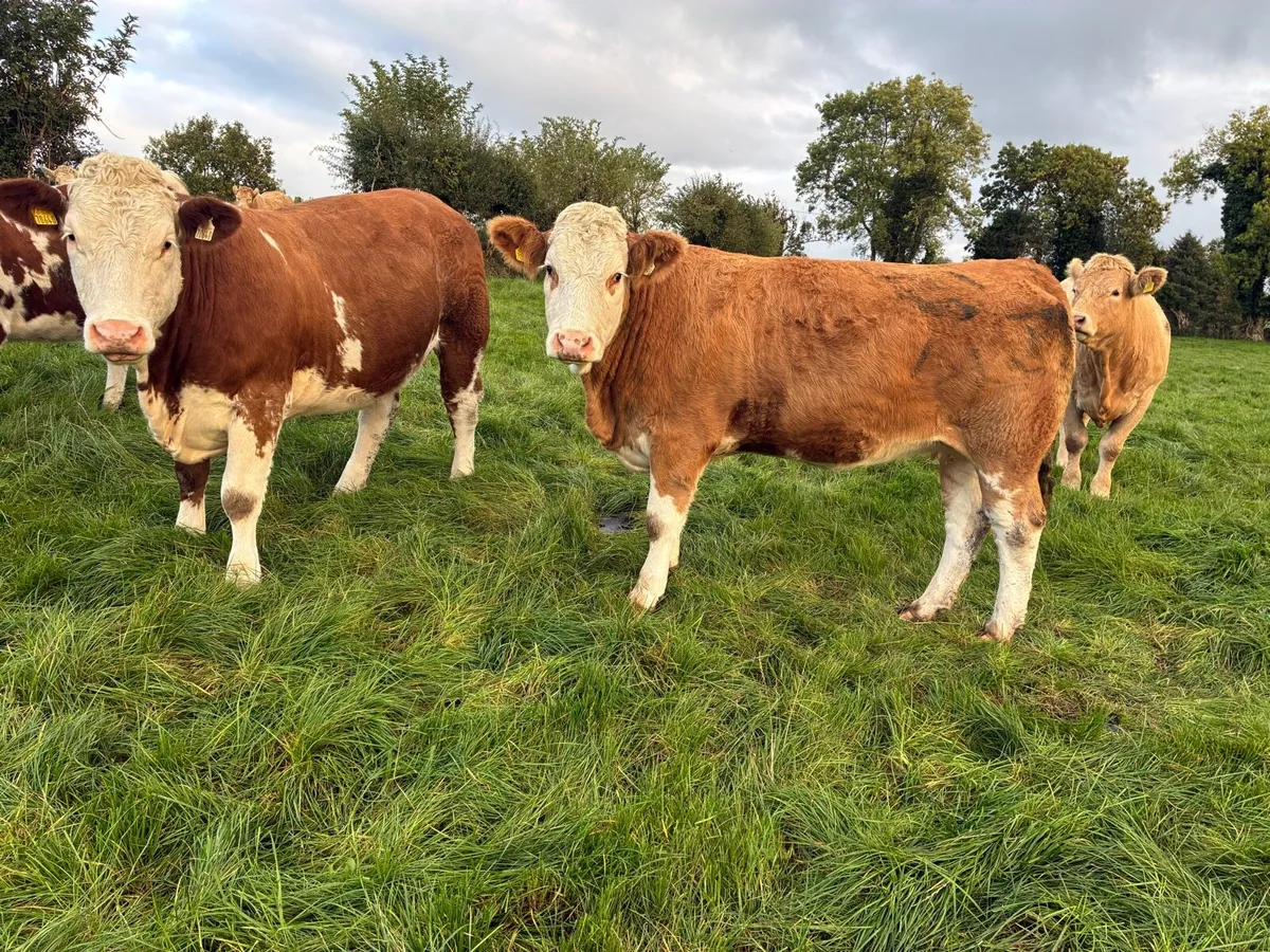 **14 Incalf Heifers-Tullamore 26th Oct *** - Image 1