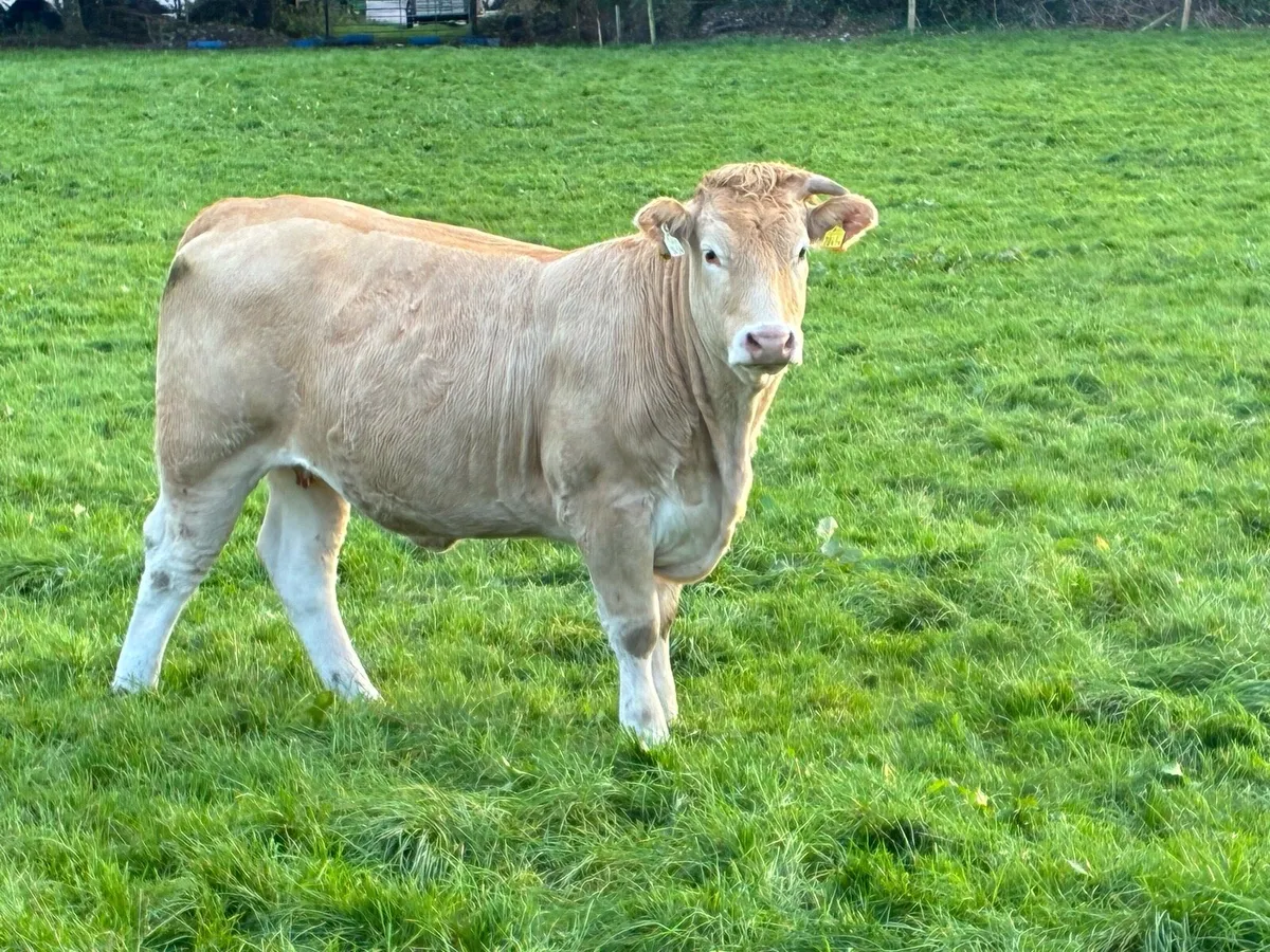 **14 Incalf Heifers-Tullamore 26th Oct *** - Image 2