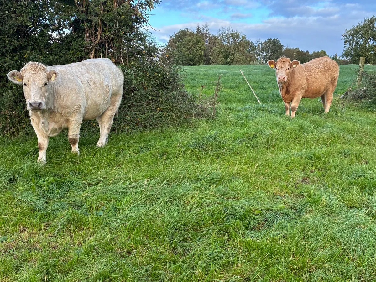 **14 Incalf Heifers-Tullamore 26th Oct *** - Image 3