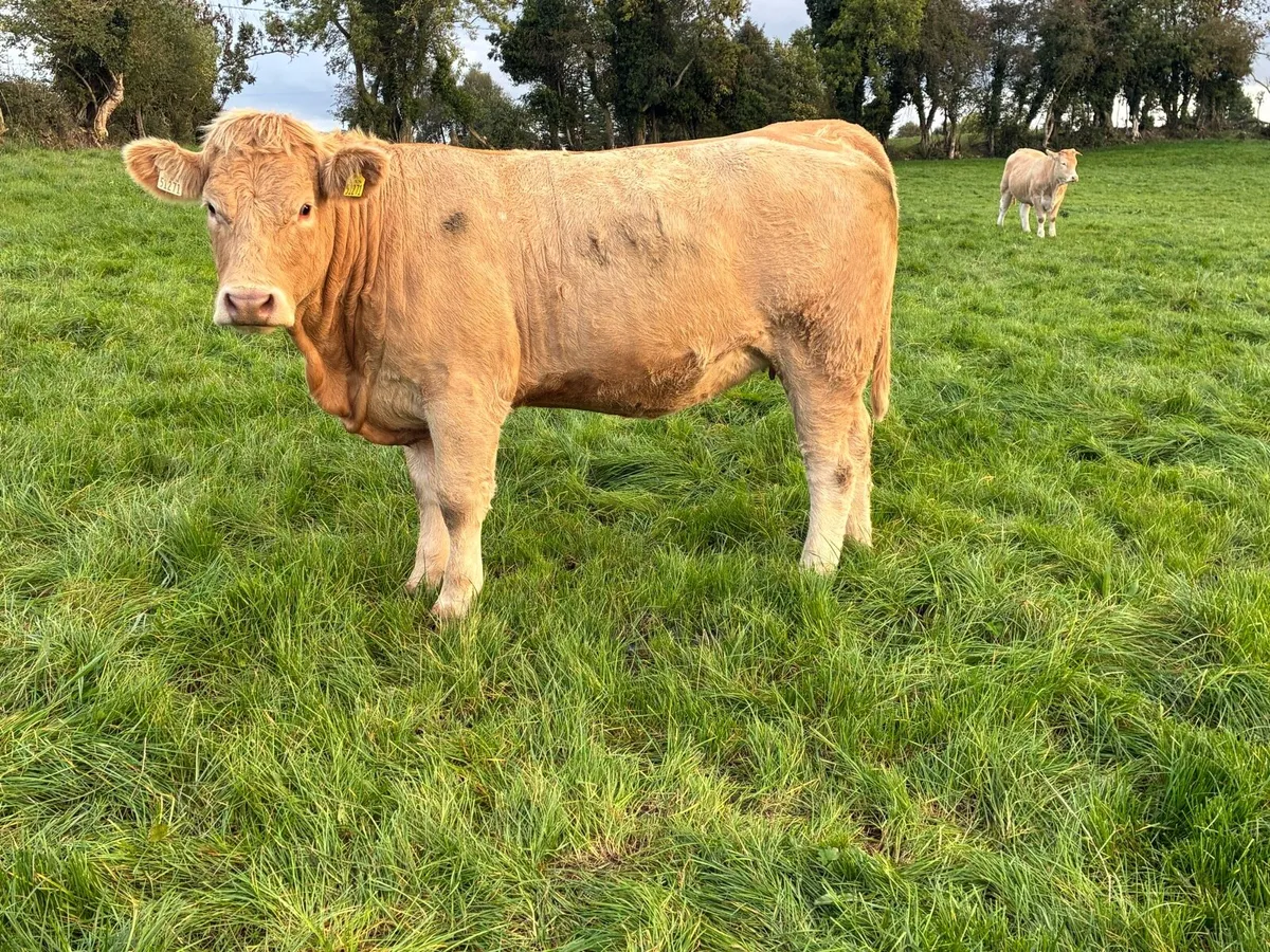 **14 Incalf Heifers-Tullamore 26th Oct *** - Image 4