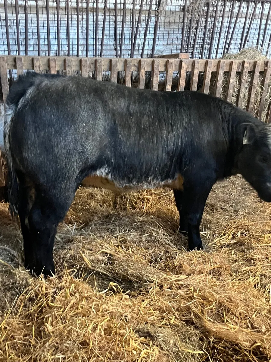 Smashing blue roan heifer - Image 3
