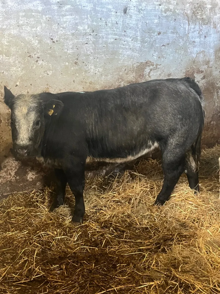 Smashing blue roan heifer - Image 4