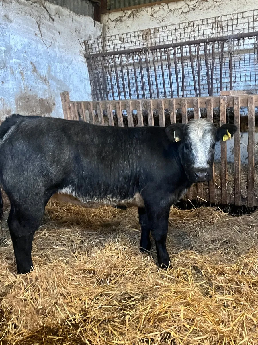 Smashing blue roan heifer - Image 2