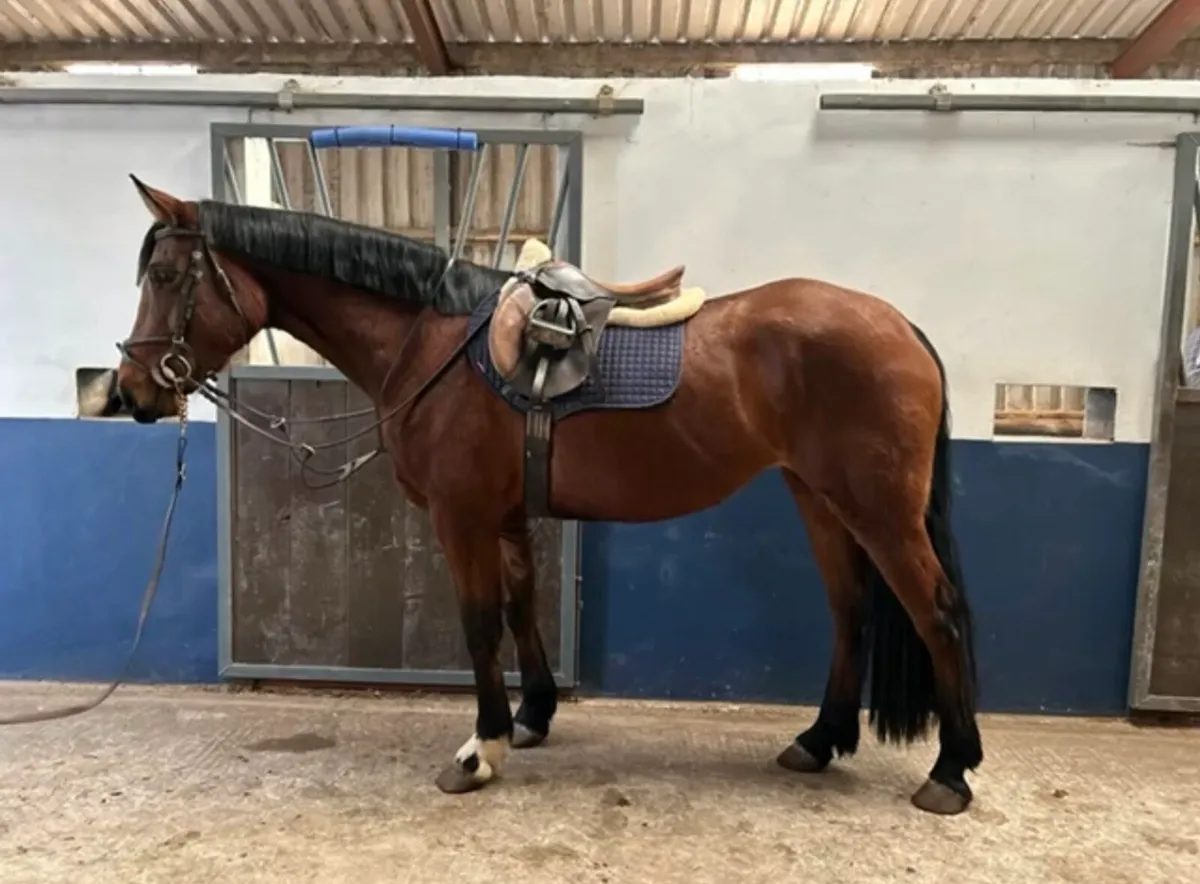 16.1hh 5 year old ISH Filly going to MKerry Sales - Image 2