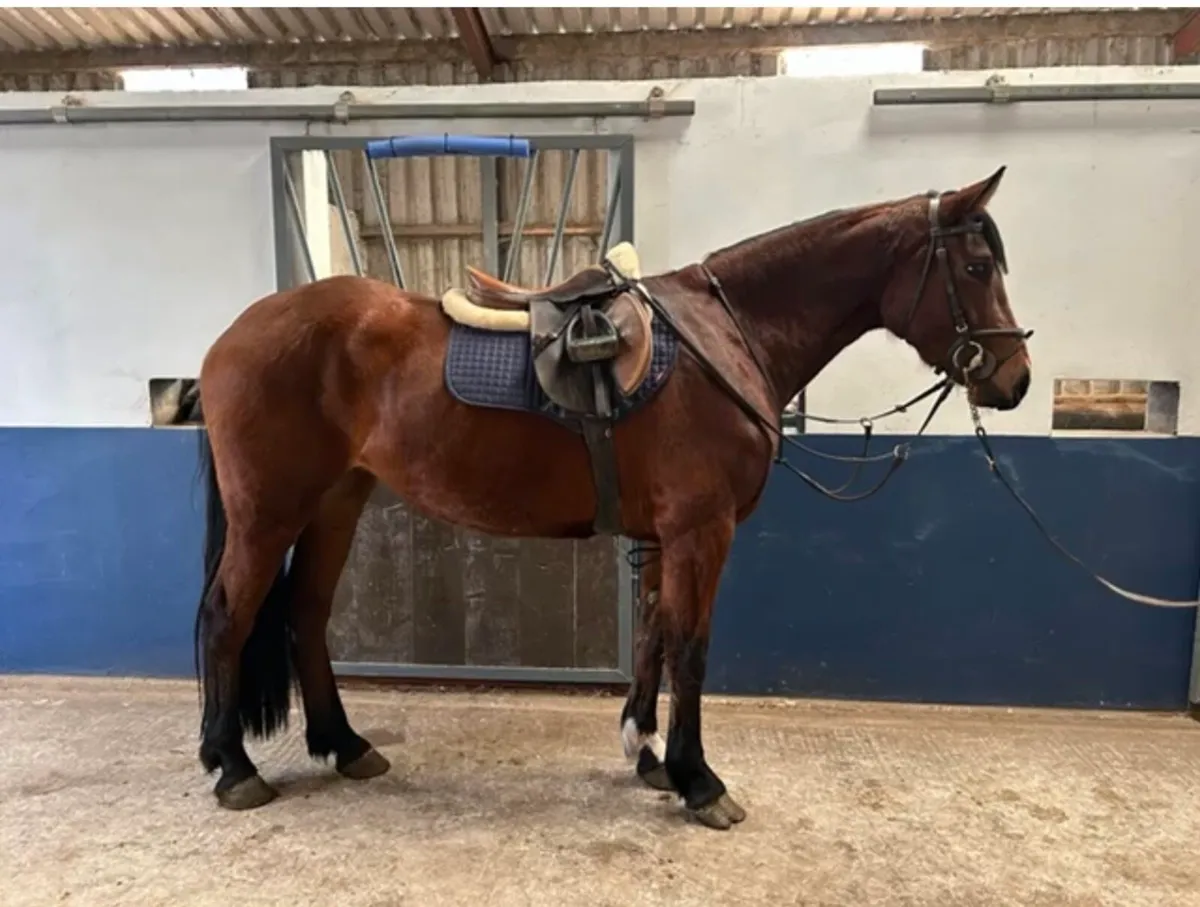 16.1hh 5 year old ISH Filly going to MKerry Sales - Image 3