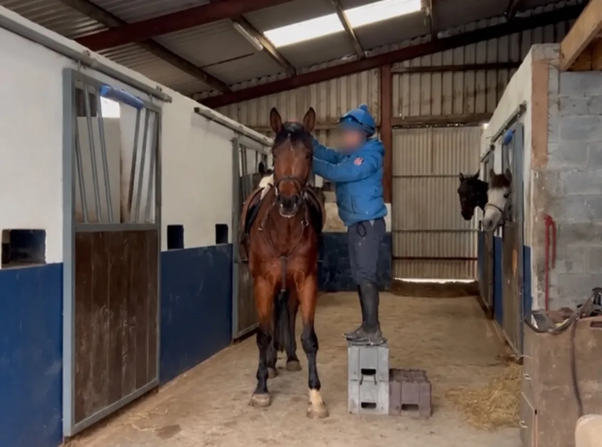 16.1hh 5 year old ISH Filly going to MKerry Sales - Image 4