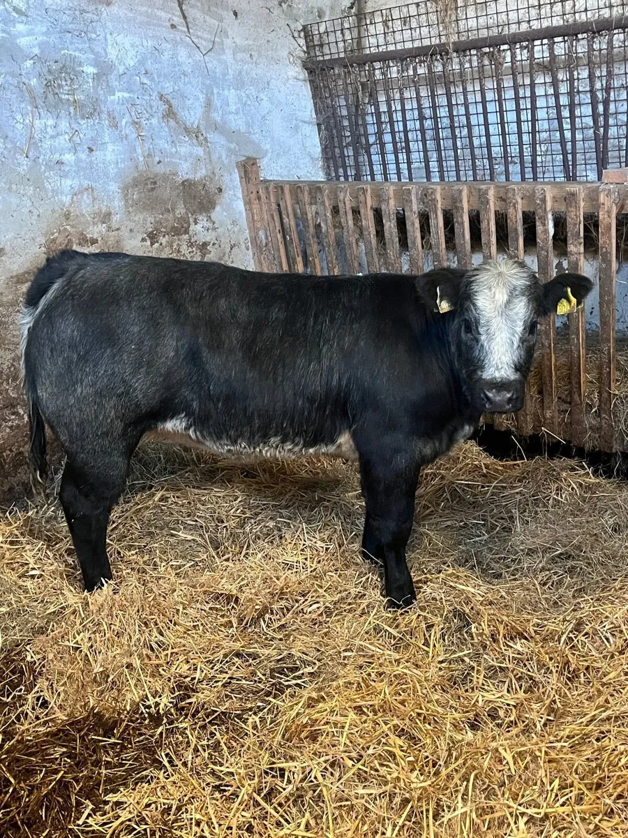Smashing blue roan heifer - Image 1