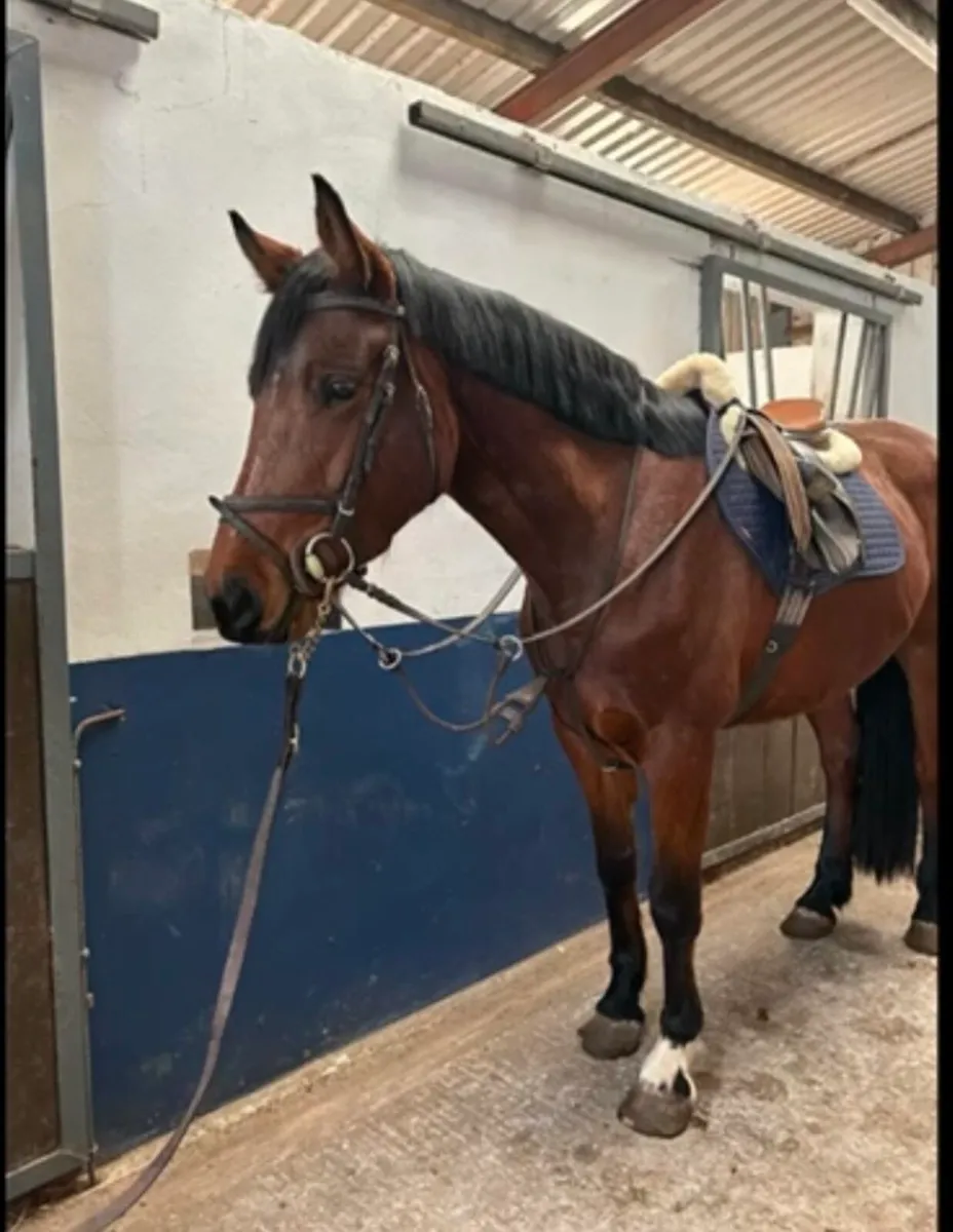 16.1hh 5 year old ISH Filly going to MKerry Sales - Image 1