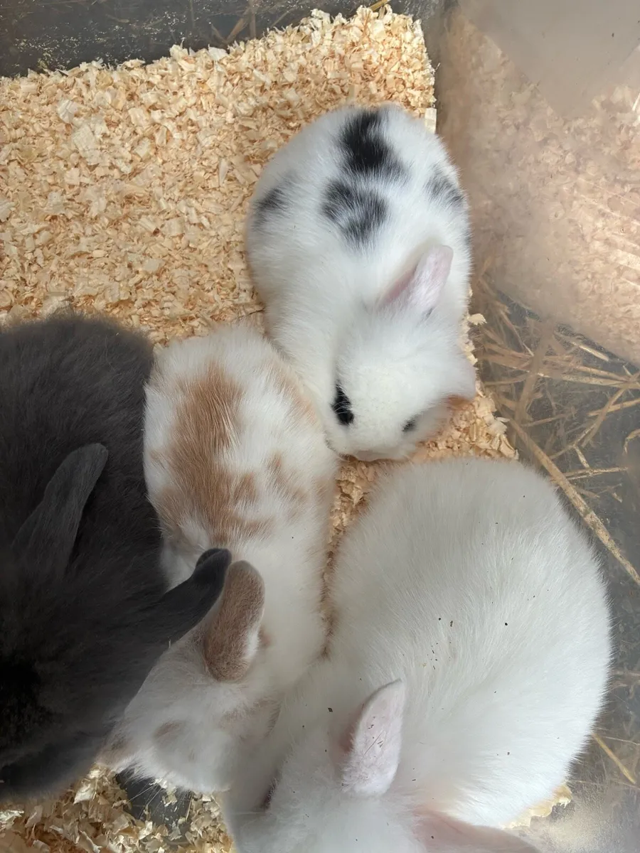 2 Baby rabbits - Image 2