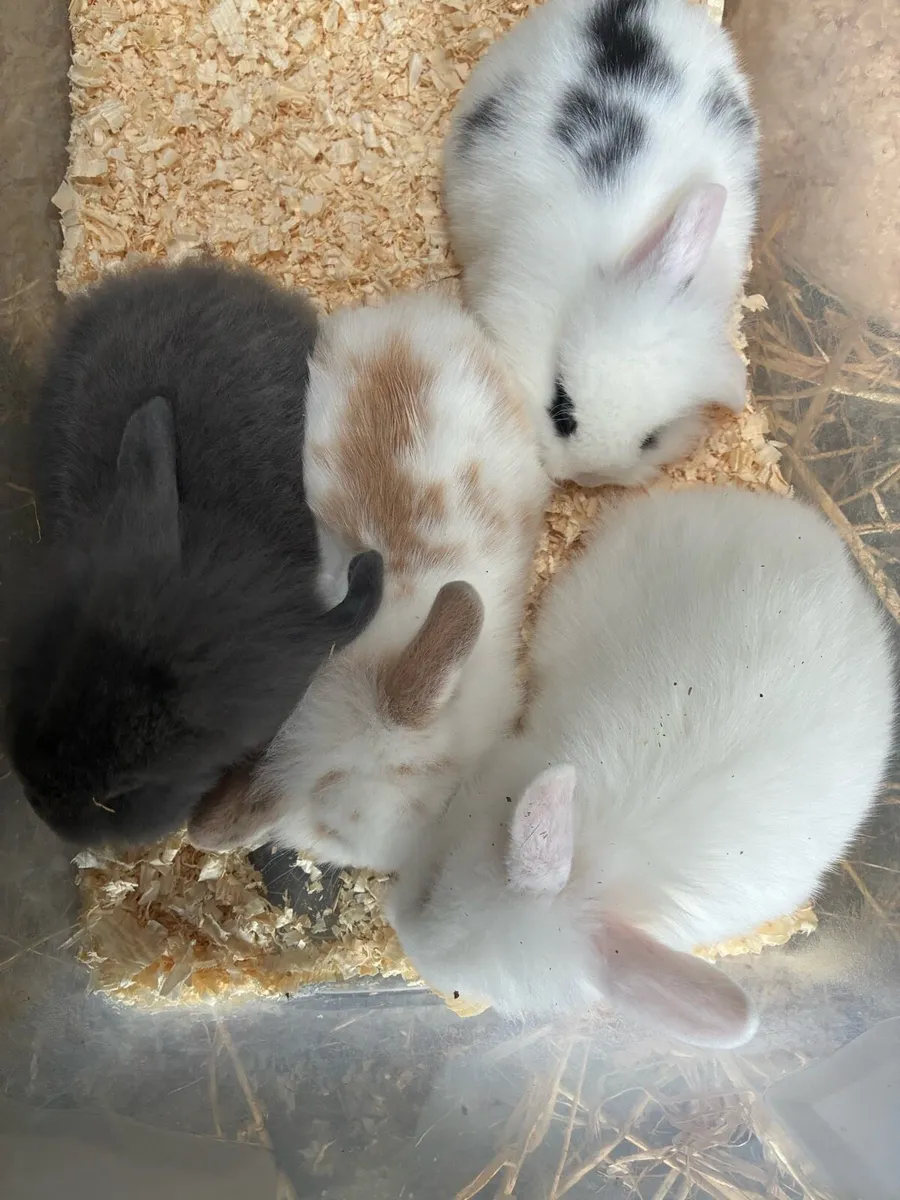 2 Baby rabbits - Image 3