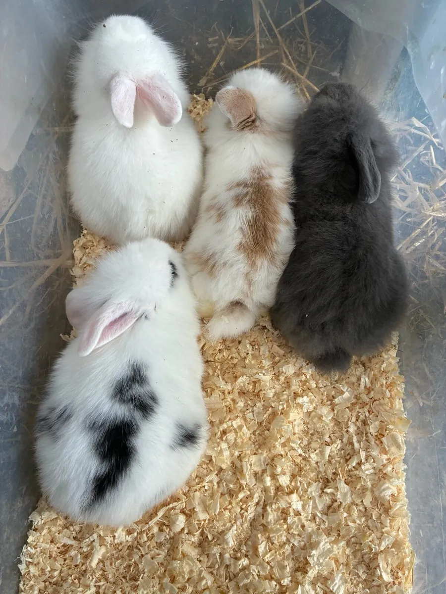 2 Baby rabbits - Image 4