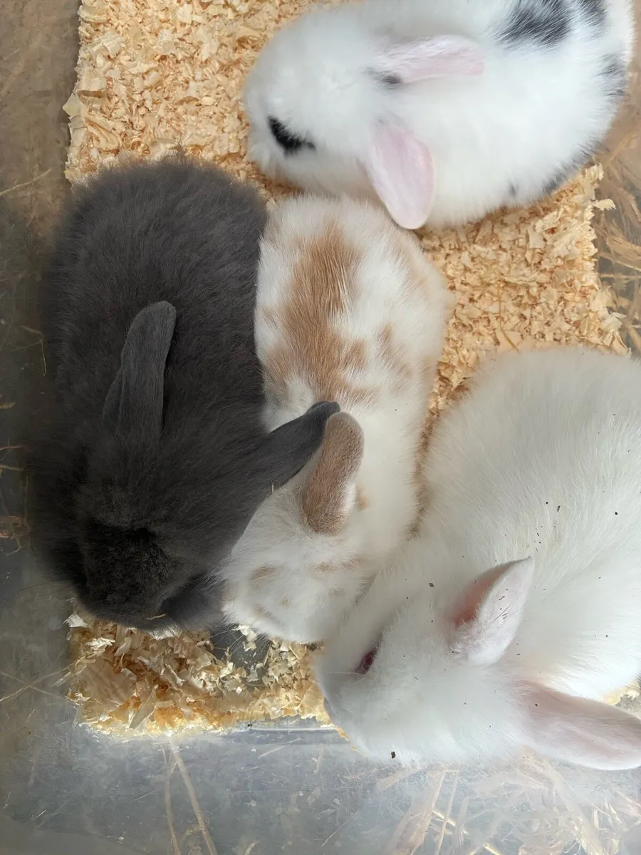 2 Baby rabbits - Image 1