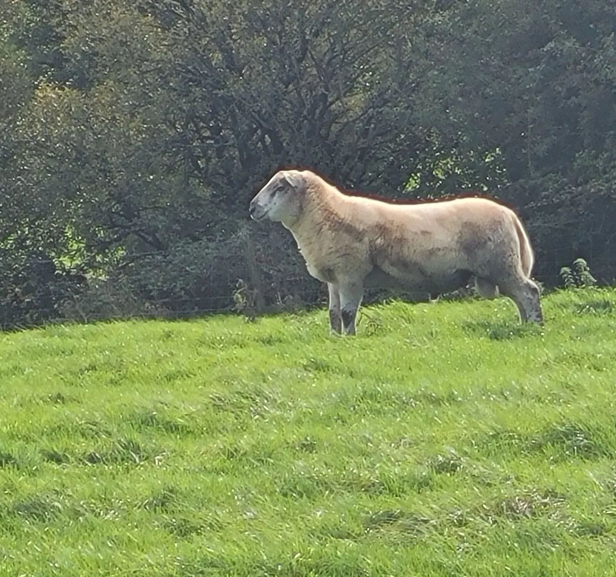 Ram - Image 2