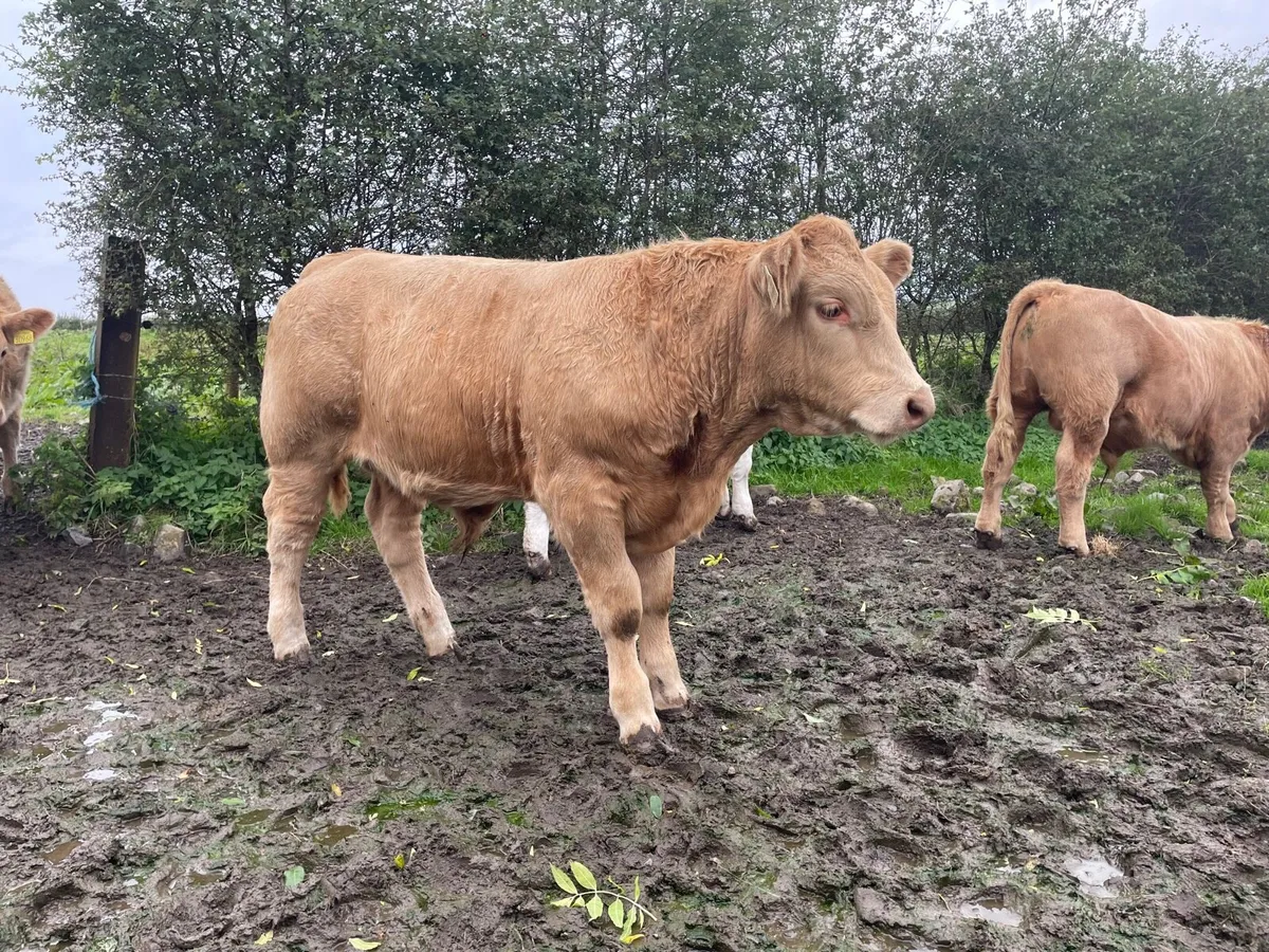 CHX BULL WEANINGS - Image 1
