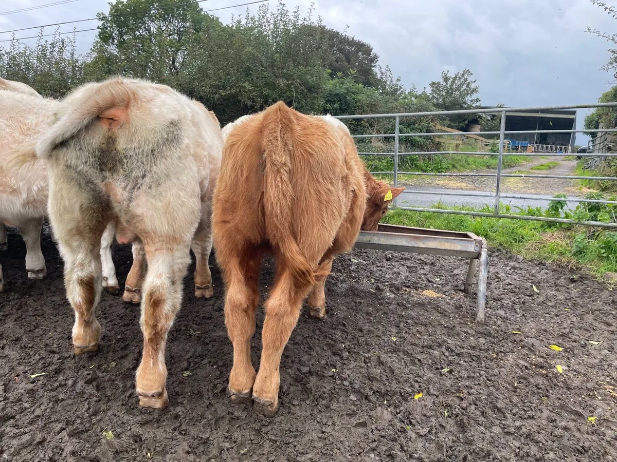 CHX BULL WEANINGS - Image 2