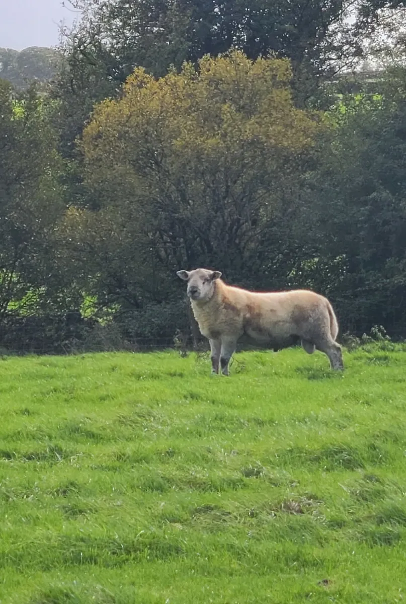 Ram - Image 4