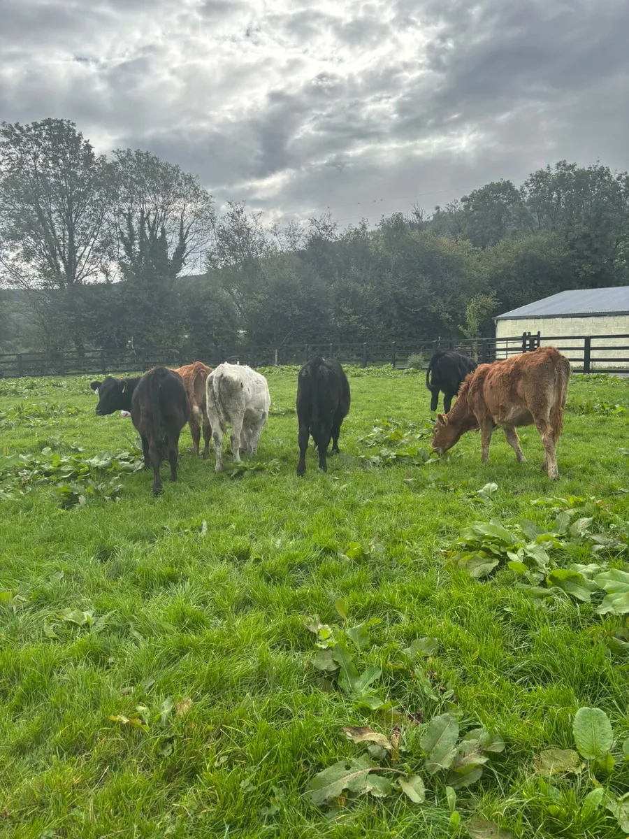 Weanling heifers - Image 2