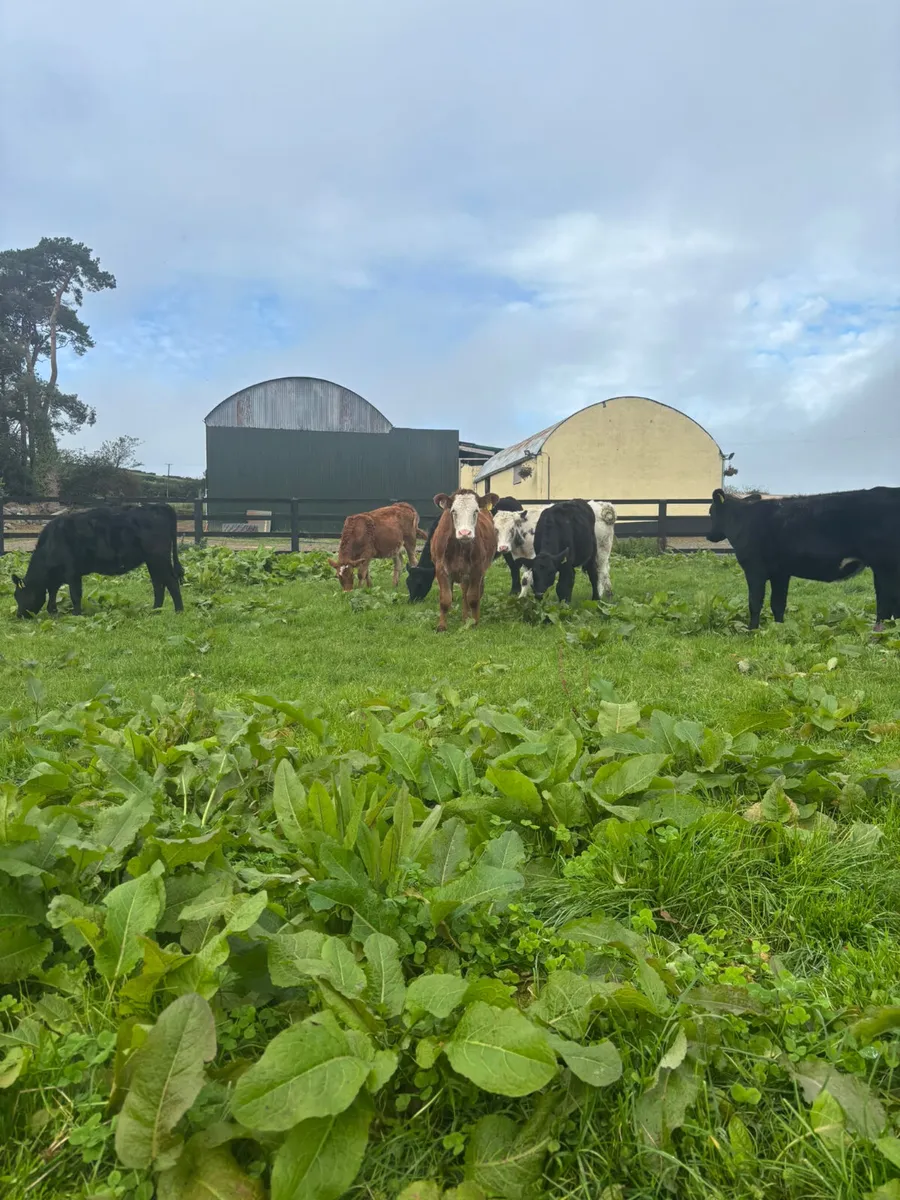 Weanling heifers - Image 1