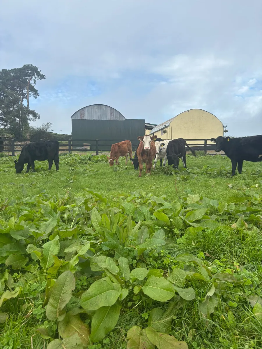 Weanling heifers - Image 3