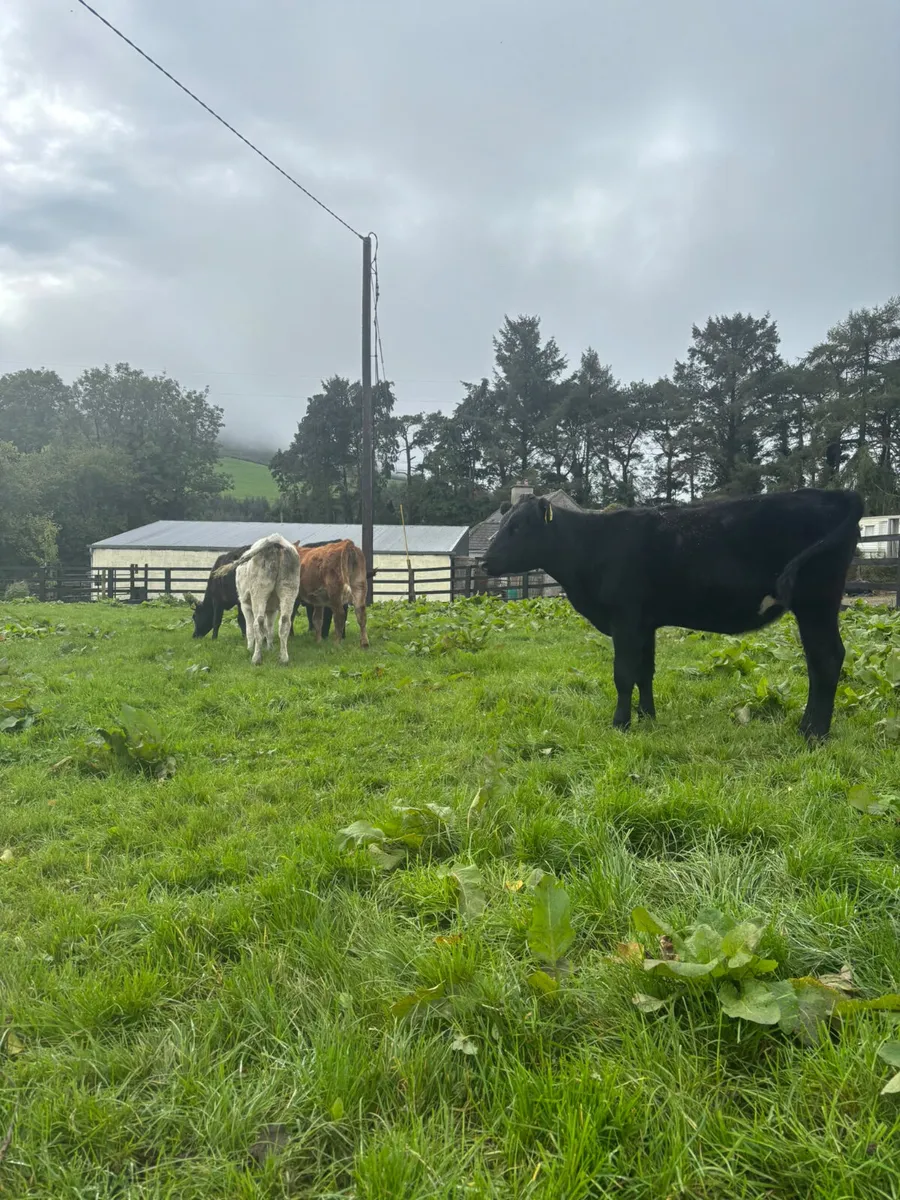 Weanling heifers - Image 4