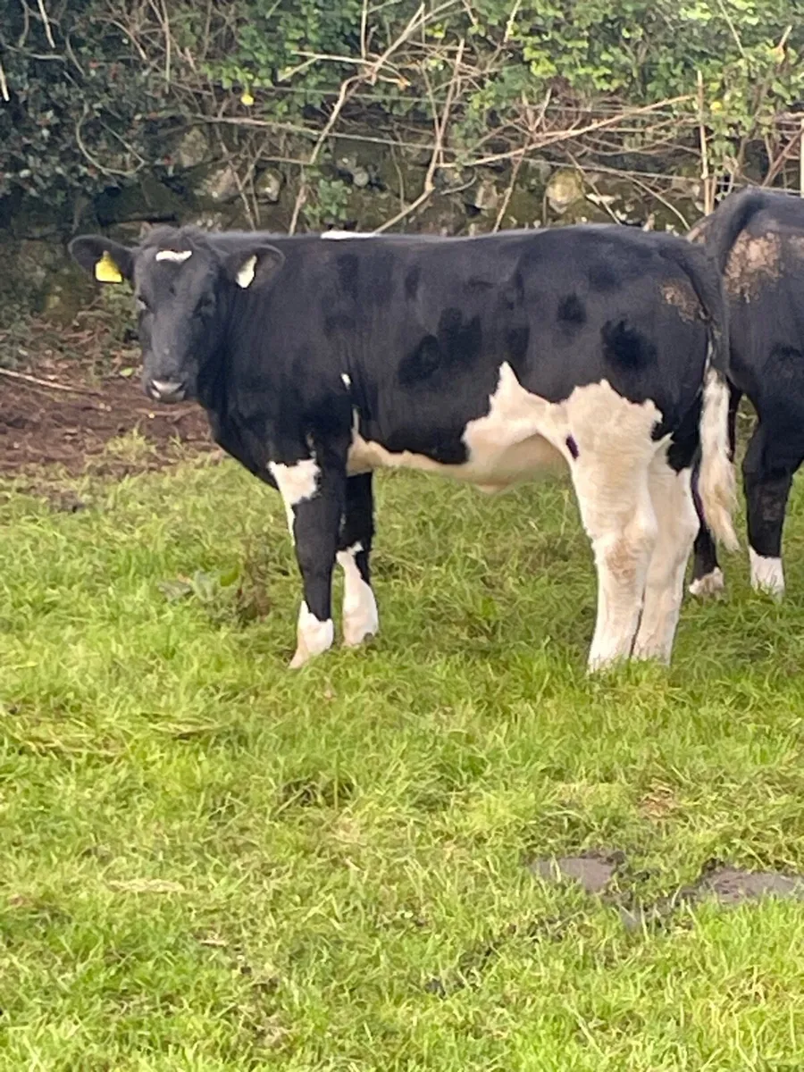 Heifer Weanling s - Image 2