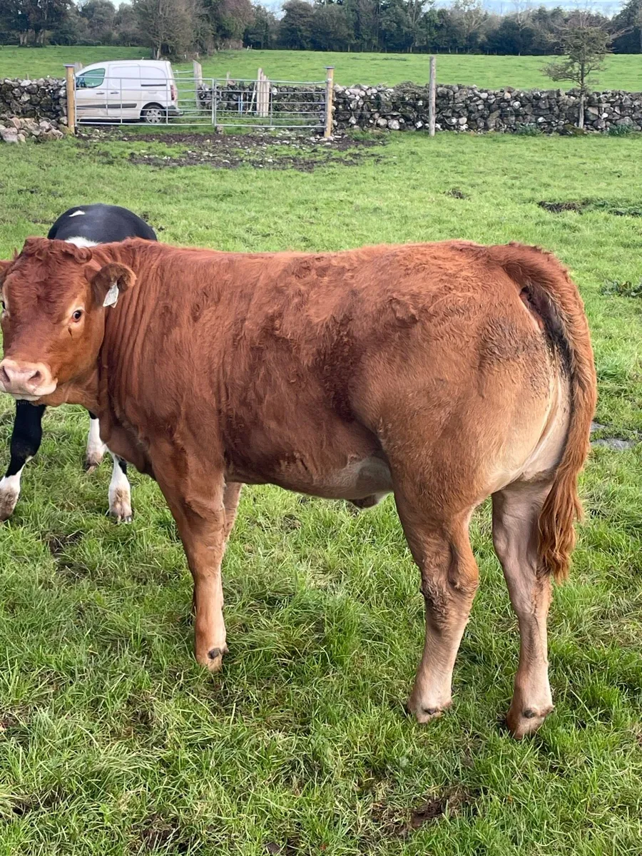 Heifer Weanling s - Image 1