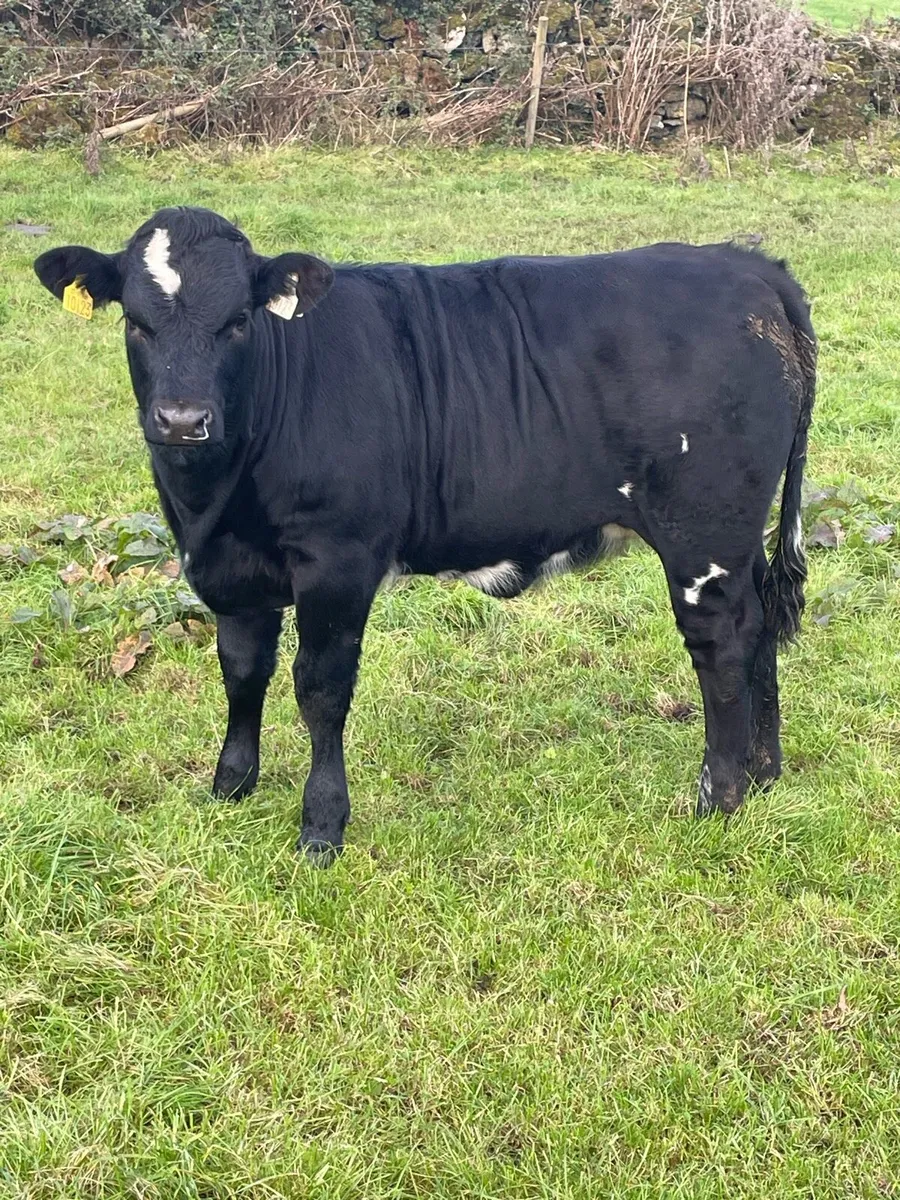 Heifer Weanling s - Image 3