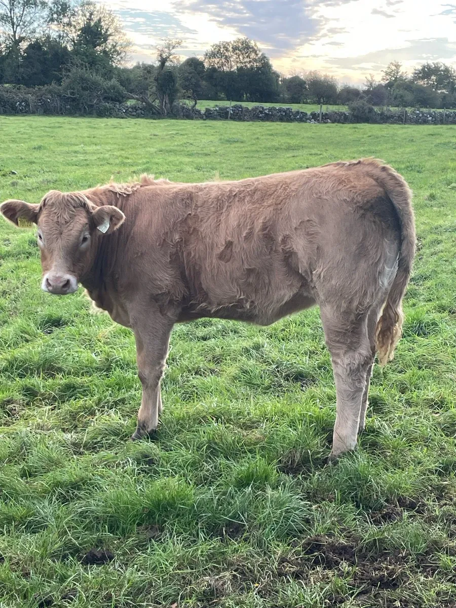 Heifer Weanling s - Image 4